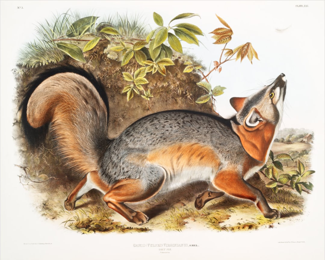 Audubon Grey Fox Art Print, Gray Fox Painting, Vintage Wildlife