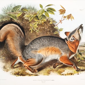 Audubon Grey Fox art print, Gray fox painting, Vintage wildlife art, Antique animal illustration, Natural History wall art, Canids, Mammals