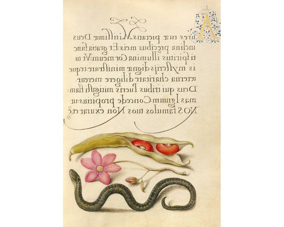 Snake natural history art, Botanical wall art, Adder, Kidney bean, Pink flower, Calligraphy art, Illuminated manuscript, Latin text, Animal