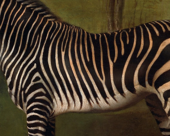 絵画 Zebrappy Zebra Fine Art Print by Alexandra Churchill at