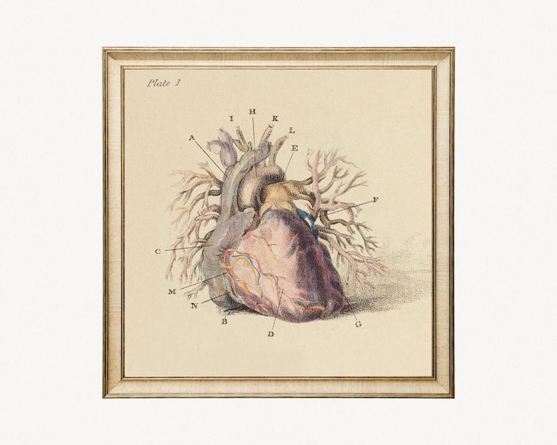 Antique Anatomical Heart Illustration, Vintage Heart Anatomy Art Print ...