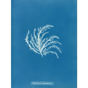 Minimalist nature art, Natural minimal, Minimalism, Antique botanical print, Seaweed, Ocean art, Blue white, Deep blue, Delicate, Elegant