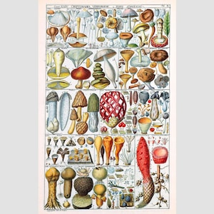 Vintage mushroom art print, Antique mushrooms poster, Woodland decor, Nature wall art, Fungi scientific illustration, Fungus collection