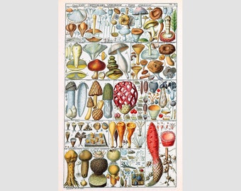 May include: A vintage botanical illustration showcasing a diverse array of mushrooms. The image displays a range of colours, including red, orange, yellow, brown, white, and blue. The mushrooms are depicted in various stages of growth, from small buds to fully mature specimens. The image is labelled "Class XXIV. CRYPTOGAMIA. MYXOGASTER. FUNGI. GASTEROMYCETES."