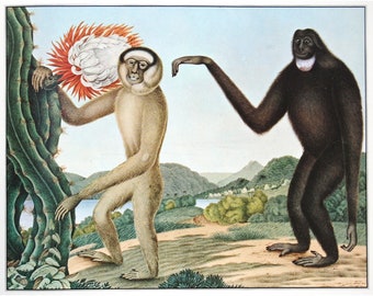 Aloys Zötl Print the Hoolock Gibbon Monkey Painting Vintage - Etsy