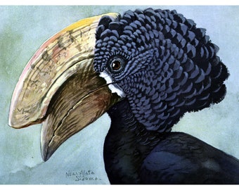 Louis Agassiz Fuertes Abyssinian Birds Art Print, Silvery-cheeked