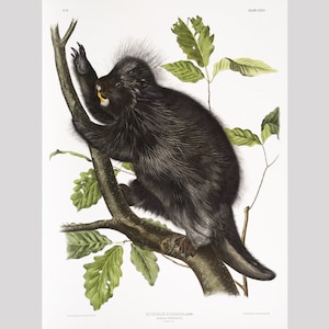 Audubon Porcupine art print, North American, Antique animal illustration, Vintage wildlife wall art, Northern wild animals, Forest mammals