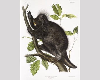Audubon Porcupine art print, North American, Antique animal illustration, Vintage wildlife wall art, Northern wild animals, Forest mammals