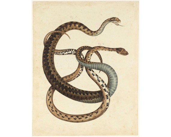 Antique Snake Art Print Albertus Seba Brown Snakes Painting Etsy