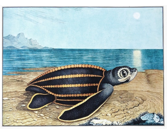 Sea Turtle Art Print, Aloys Zötl Bestiarium, Turtle Painting