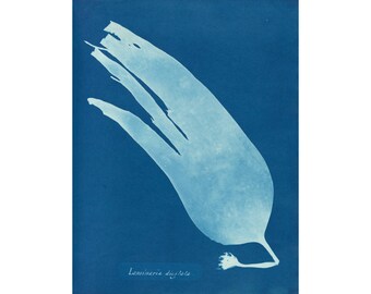 Seaweed wall art, Nautical art print, Sea life, Ocean wall art, Ocean decor, Antique photography, Cyanotype, Blue art print, Blue and white