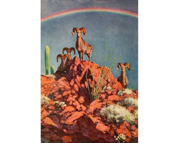 Desert Bighorn Sheep art print, Southwest wildlife painting, The Rainbow Rams on the Lava Peak by Carl Rungius, Vintage Southwestern decor
