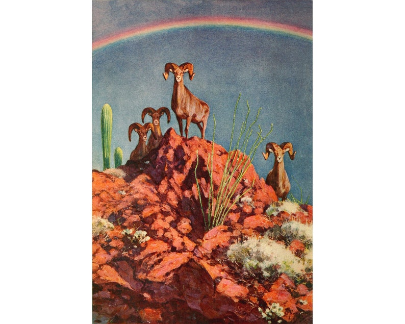 May include: A painting of four bighorn sheep standing on a rocky hilltop with a rainbow in the sky. The sheep are brown with large horns and are looking at the viewer. The hilltop is covered in red rocks and green plants.