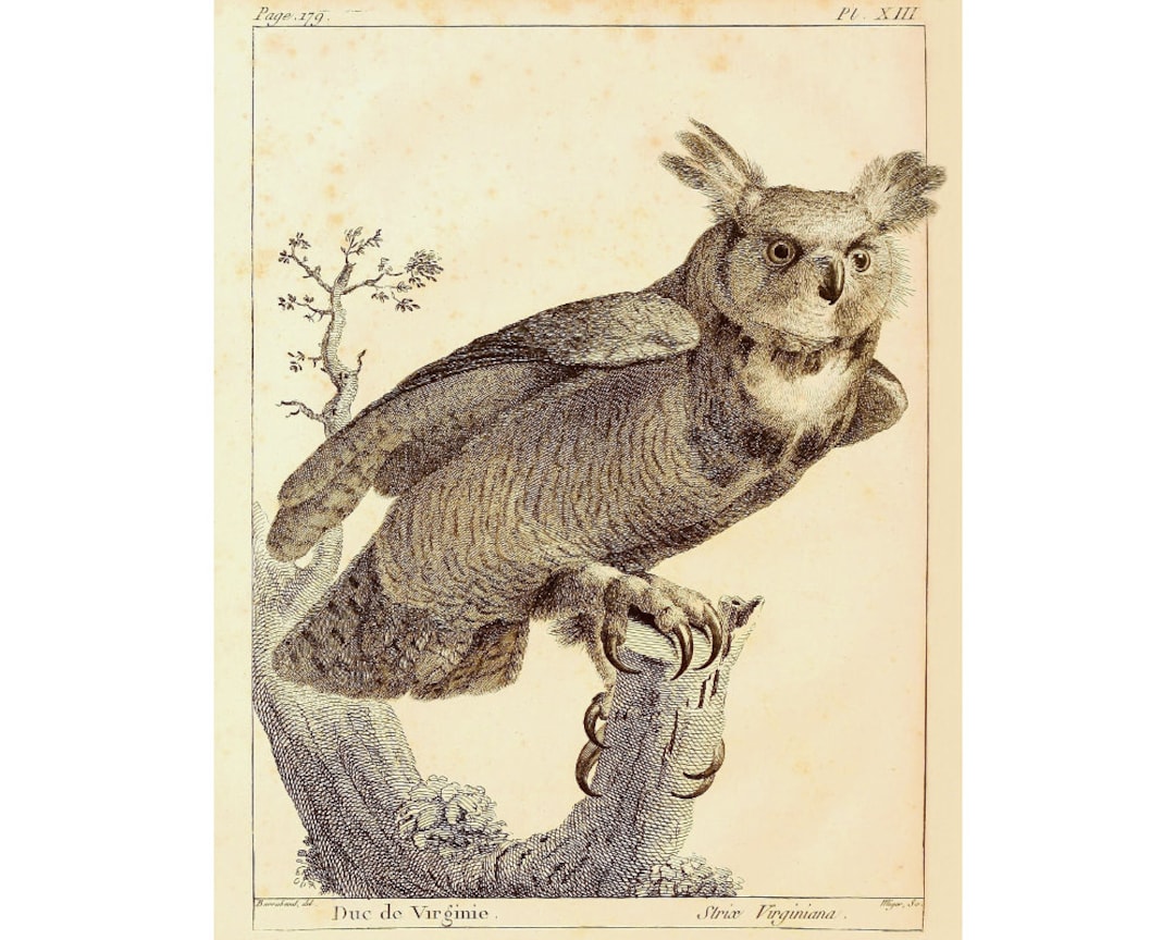 Great Horned Owl Art Print, Antique Owl Wall Art, Vintage Owl Drawing ...