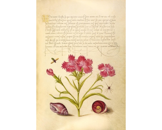 Pink flowers art print, Seashells, Spider, Bee, Shabby chic art, Shabby chic wall art, Cottage chic, Botanical art print, Antique floral art