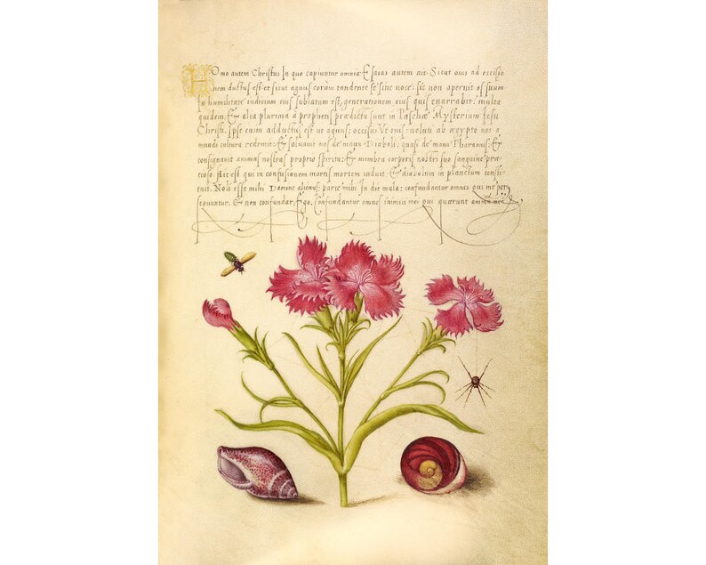 May include: A vintage botanical illustration of a pink carnation flower with green leaves and stems. The illustration is surrounded by a light brown background with text in a cursive script. There are also small illustrations of a bee, a spider, and two seashells.