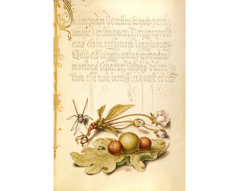 May include: A vintage illustration featuring a spider, a plant with white flowers, and three round fruits on a green leaf. The illustration is set against a cream-coloured background with gold calligraphy text around the border. The text reads: "Dibea quam Yoming fiquis patris amque derelinquent Peregre prote cus elbin regionem longinquas Quy eat longinqulus wrquam moribus repararithubus difere "Tam effe non terris et quaft et ce"