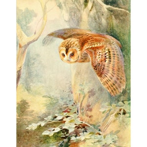 Vintage Owl watercolor painting, Roland Green birds art print, Antique bird wall art, Brown Owl in flight, Flying, Woodland wildlife, Forest