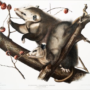 Audubon Virginia Opossum art print, Possum, Vintage wildlife illustration, Natural History wall art, Forest animals, Mammals, Antique animal