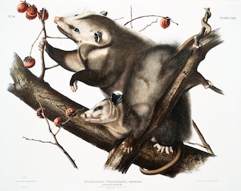 Audubon Virginia Opossum art print, Possum, Vintage wildlife illustration, Natural History wall art, Forest animals, Mammals, Antique animal
