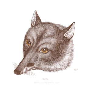 Fox art print, Antique etching of fox head, Fox drawing, Vintage wildlife illustration, Woodland decor, Animals wall art, Animal portrait