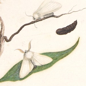 May include: Two white moths with fuzzy bodies and long antennae are perched on a branch and a leaf. One moth is on a branch with a brown cocoon nearby. The other moth is on a green leaf.