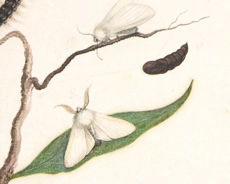 May include: Two white moths with fuzzy bodies and long antennae are perched on a branch and a leaf. One moth is on a branch with a brown cocoon nearby. The other moth is on a green leaf.