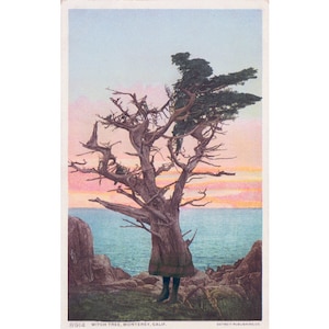 K&ouml;nnte beinhalten: Eine Vintage-Postkarte, die einen knorrigen Baum mit einem verdrehten Stamm und &Auml;sten zeigt, der einer menschlichen Figur &auml;hnelt. Der Baum ist vor einem farbenfrohen Sonnenuntergang &uuml;ber einem Gew&auml;sser silhouettiert. Der Text "8914 Witch Tree, Monterey, Calif." ist unten auf der Postkarte gedruckt.