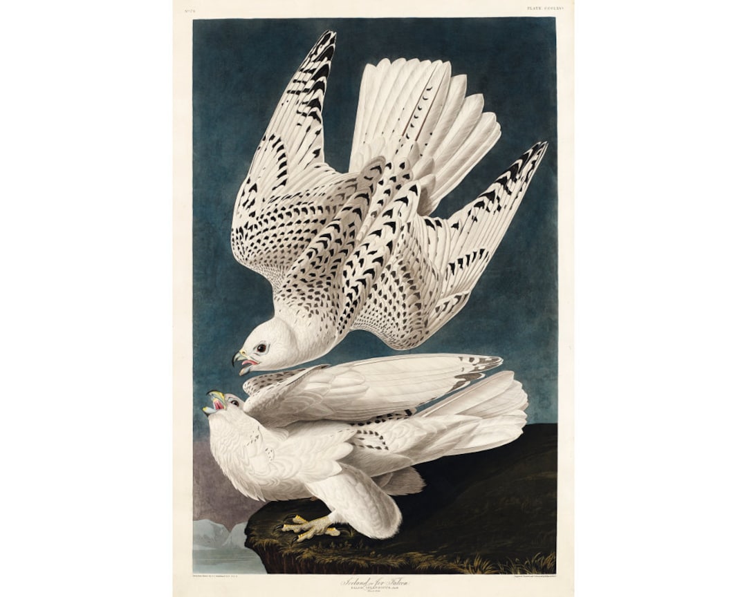 Audubon Gyrfalcon Art Print, Vintage Falcon Illustration, Antique Bird