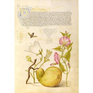 Vintage garden art print, Gourd art print, Floral art print, Nature wall art, Nature art print, Garden wall art, Bee, Bellflower, Bindweed