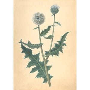 Thistle art print, Antique botanical art, Wild thistle plant, Nature art print, Nature wall art, Antique paper art, Vintage botanical, Flora