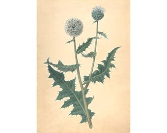 Thistle art print, Antique botanical art, Wild thistle plant, Nature art print, Nature wall art, Antique paper art, Vintage botanical, Flora