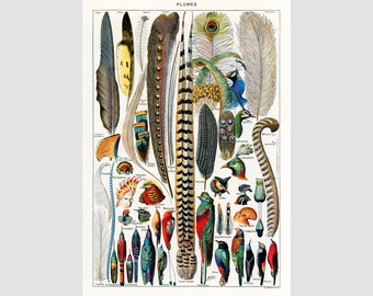 Plumes, Adolphe Millot art print, Vintage feathers illustration, Antique feather painting, Ornithology wall art, Natural science chart