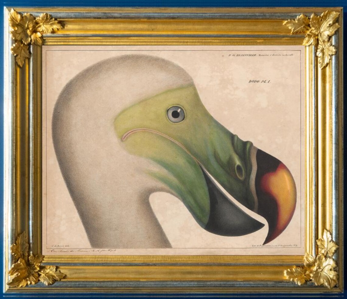 Antique Dodo Bird Illustration, Vintage Dodo Drawing, Extinct Animals ...