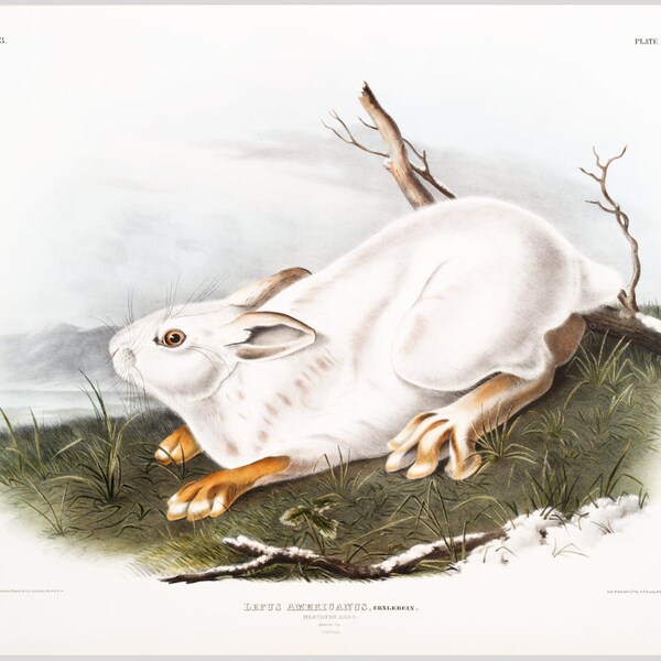 Snowshoe Hare Etsy