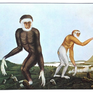 Aloys Zötl art print, The Gibbon, Antique Natural History illustration, Vintage animal art, Monkey painting, Monkeys wall art, Primate art