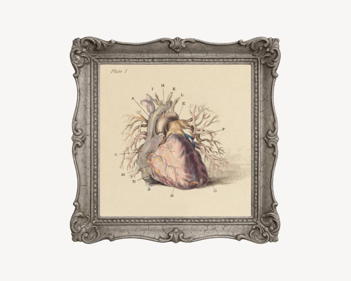 Antique Anatomical Heart Illustration, Vintage Heart Anatomy Art Print ...