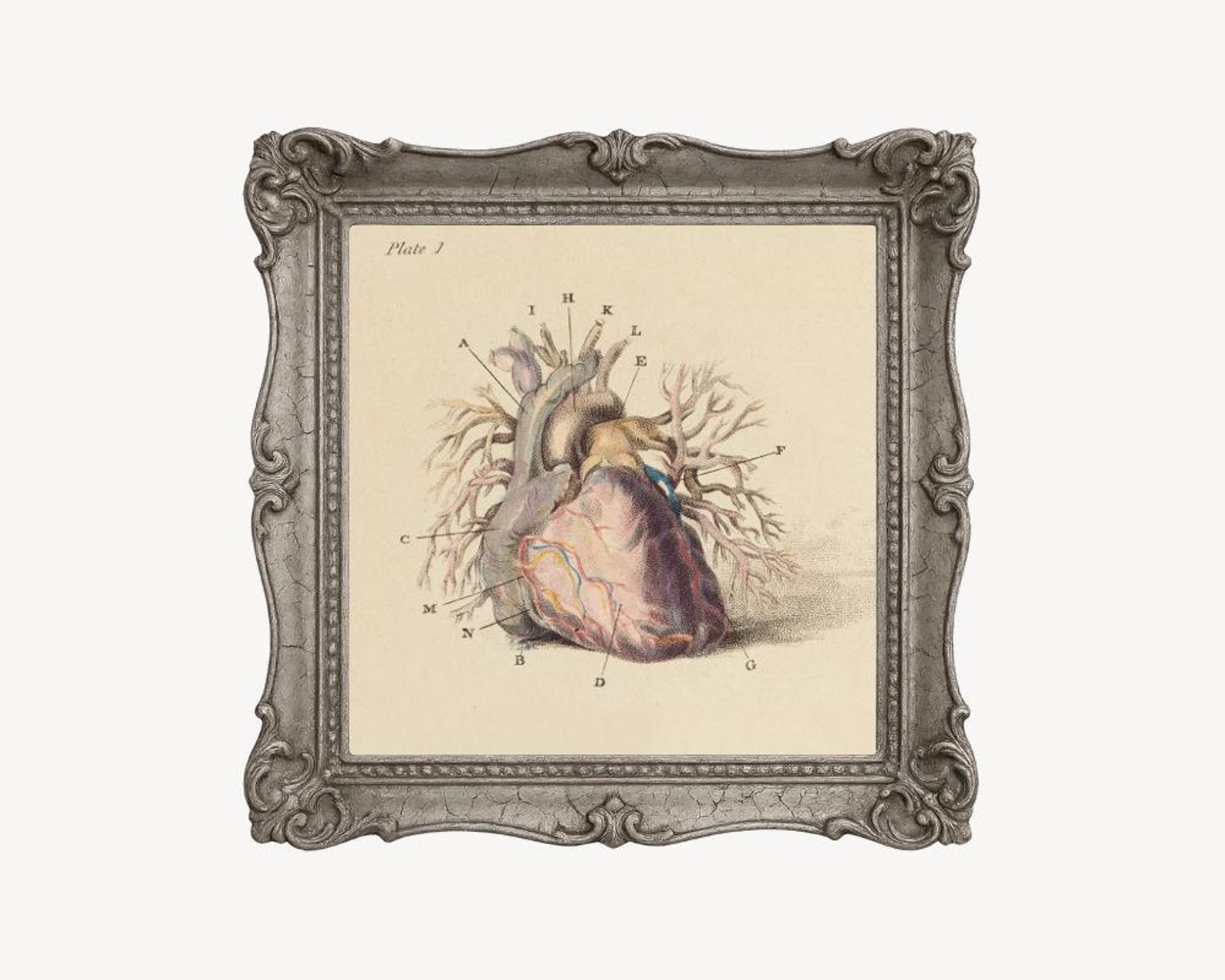 Antique Anatomical Heart Illustration, Vintage Heart Anatomy Art Print ...
