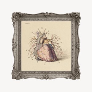 Antique Anatomical Heart Illustration, Vintage Heart Anatomy Art Print ...