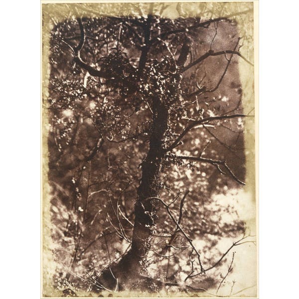 Tree art print, Antique tree photography, Nature art print, Tree wall art, Nature wall art, Forest art, Woodland, Antique photograph, Sepia