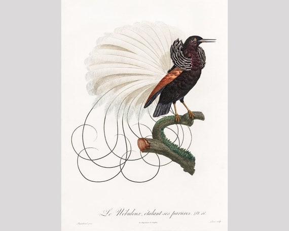 Twelve Wired Bird of Paradise Art Print, Antique Bird Painting