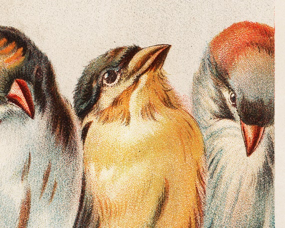 Songbirds Art Print, A Perch of Birds by Hector Giacomelli, Bird