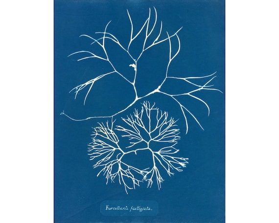 Antique botanical art print, Nautical wall art, Ocean art print, Blue wall art, Life forms, Nature wall art, Sea art, Marine, Ocean plants
