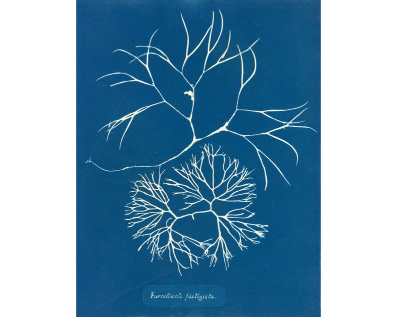 May include: A cyan blue background with a white silhouette of a delicate, branching plant. The plant has a rounded shape and appears to be a type of seaweed. The text "Furcellaria fastigiata." is printed in white at the bottom of the image.