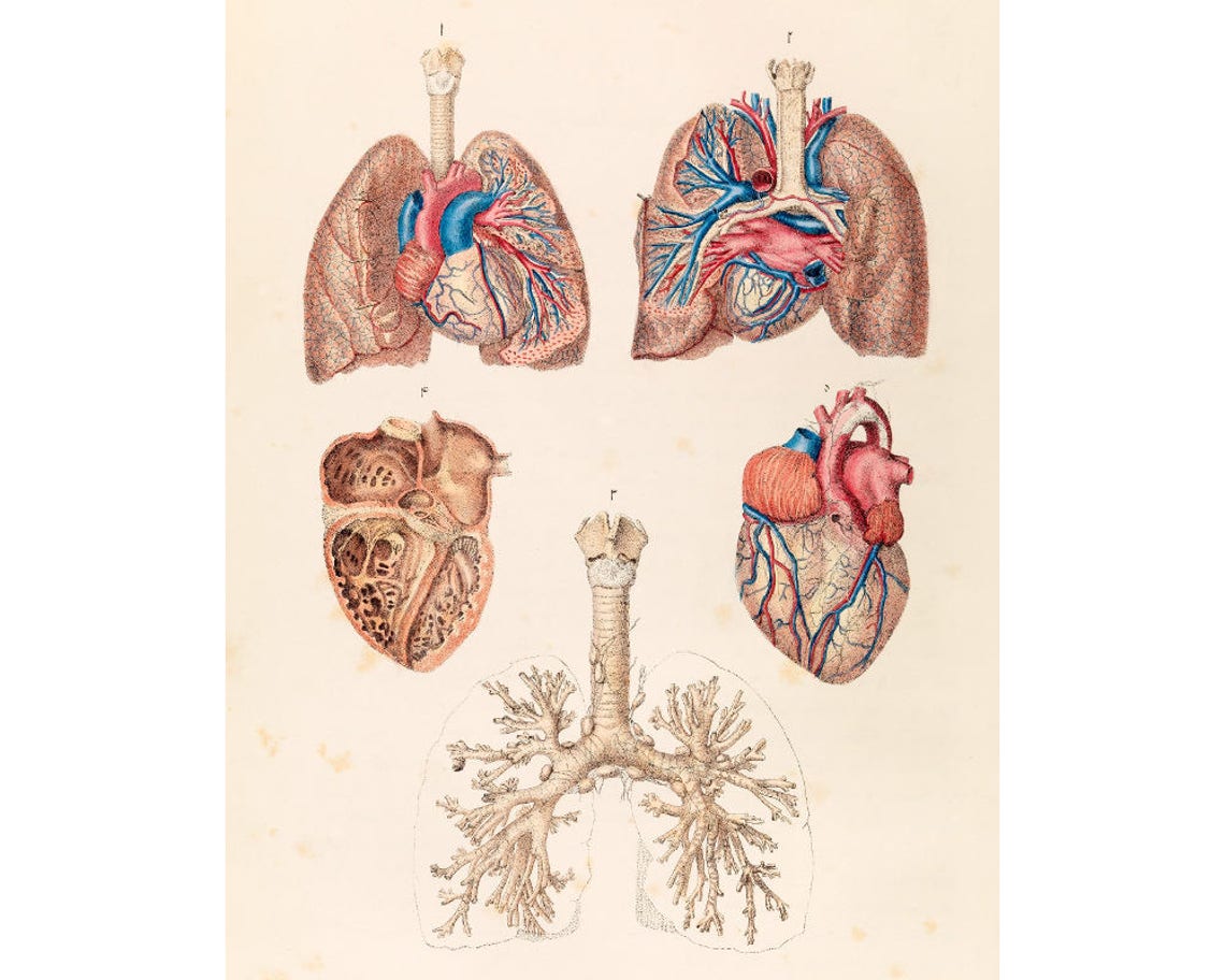 Vintage Anatomical Poster, Human Anatomy Chart, Heart, Lungs, Science ...