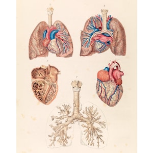 Vintage anatomical poster, Human anatomy chart, Heart, Lungs, Science art print, Cardiovascular, Pulmonary system, Respiratory, Circulatory