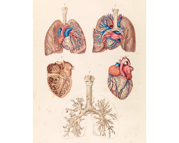 Vintage Anatomy Chart