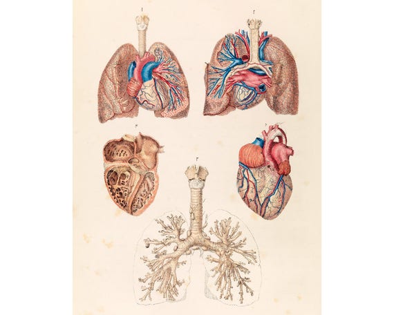 Pulmonary Chart