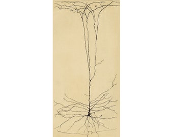 Neuron art print, Santiago Ramón y Cajal drawing, Neuroscience wall art, Antique human anatomy diagram, Vintage medical chart, Brain art