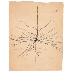 Santiago Ramón y Cajal Neuron drawing art print, Antique brain anatomy wall art, Vintage anatomical illustration, Neuroscience, Biology art